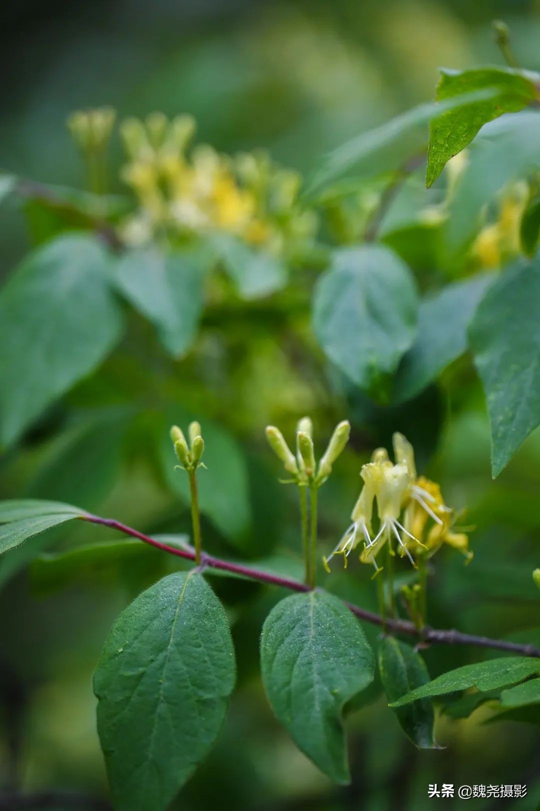 各个季节的野生兰花,北京百花山野生兰花图片