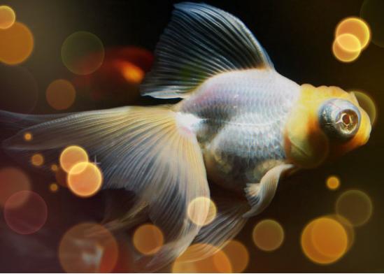 宠物金鱼最好养十大排名,宠物金鱼种类及图片大全大图
