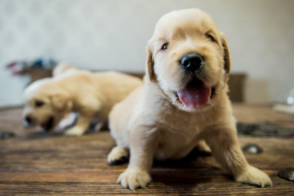 刚生出来的狗狗避免拉屎,幼犬什么时候可以离开母狗