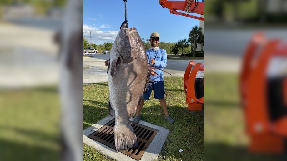 潜水赶海捉到超大石斑鱼,菲律宾抓巨大石斑鱼视频