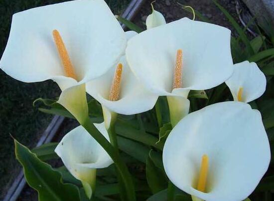 马蹄莲施肥的正确方法,马蹄莲怎么施肥施什么肥