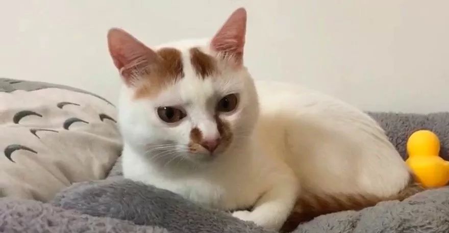 小佩闷死猫后续,小佩猫窝现在还有吗