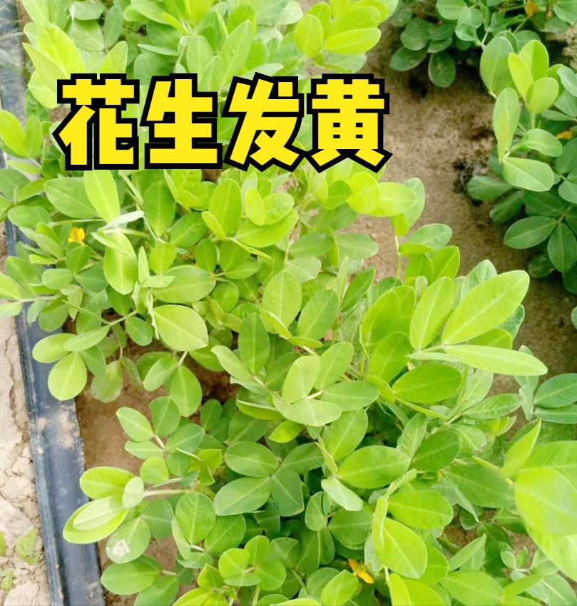花生新叶发黄怎么办,花生苗期发黄是什么原因打什么药