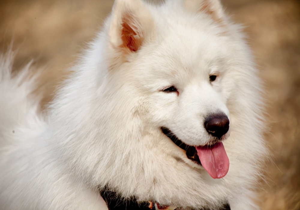 狗狗呕吐不吃东西怎么办最有效,狗狗呕吐不吃食原因及解决办法