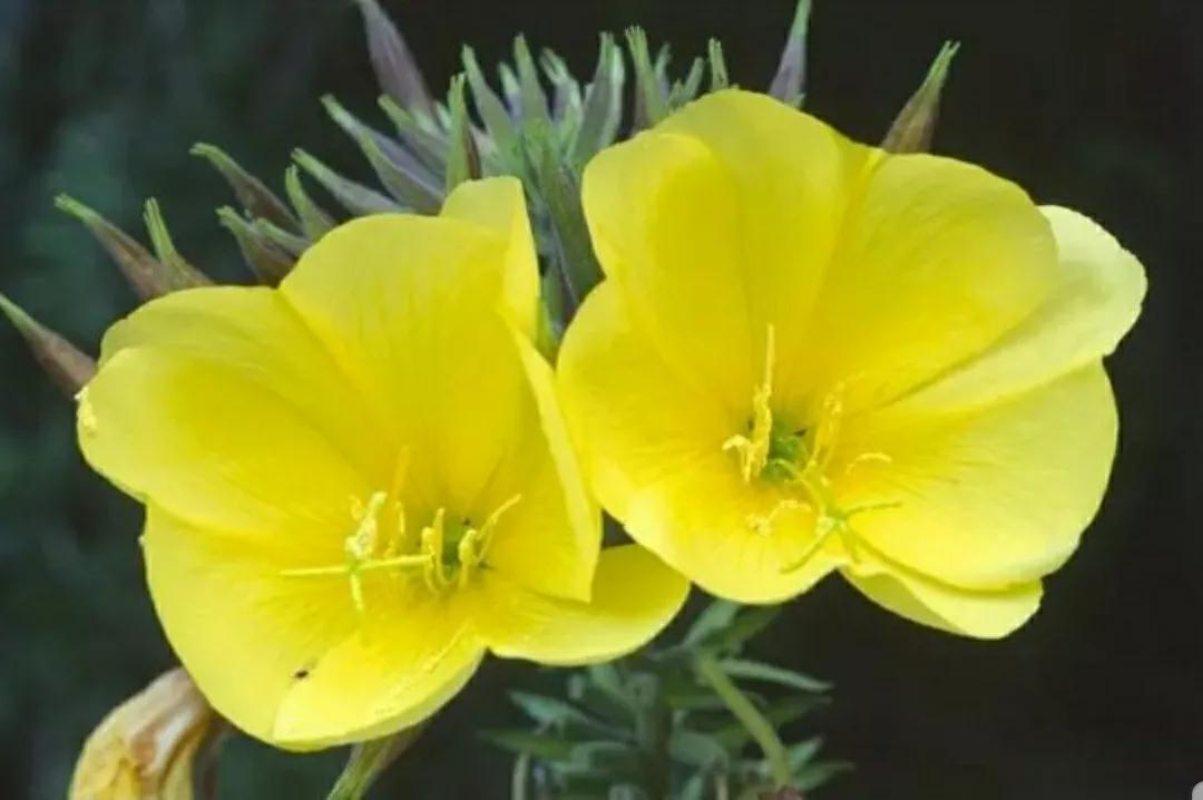 奇葩造型花：头上长草，心中有鬼，白月光。白天不开你非要晚上开