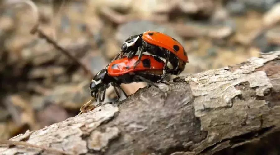 盆腔炎为什么会导致不孕,盆腔炎会导致什么严重后果