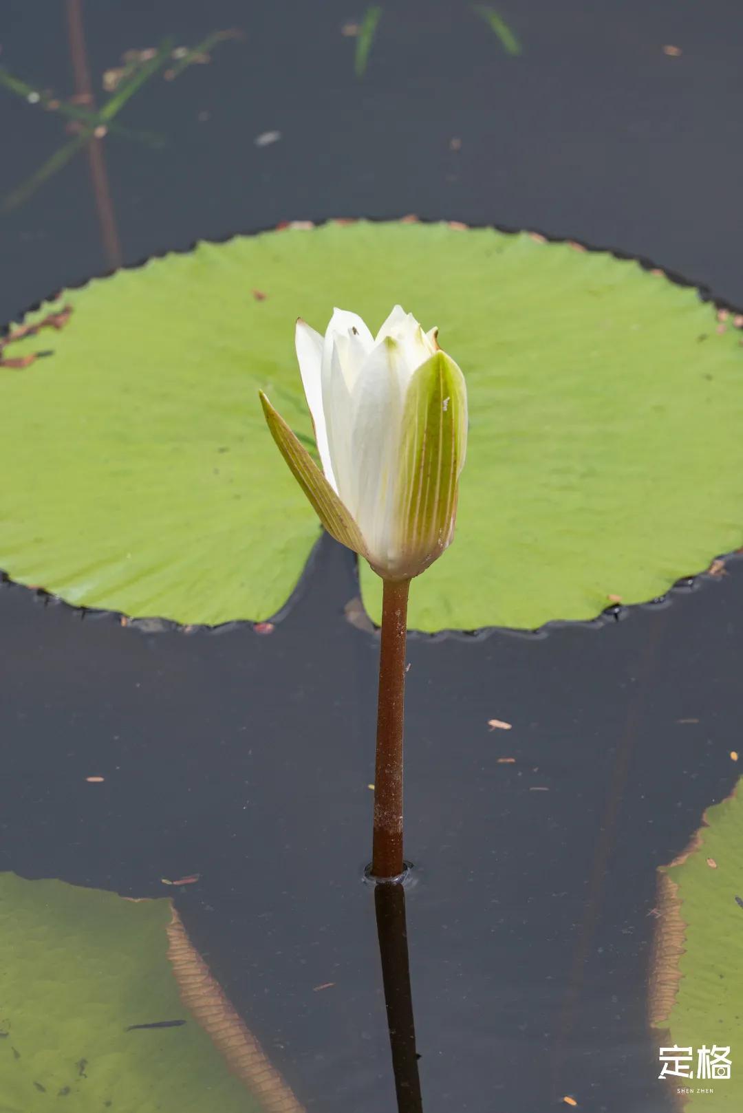 深圳周末打卡地点排行榜,深圳秋季打卡攻略