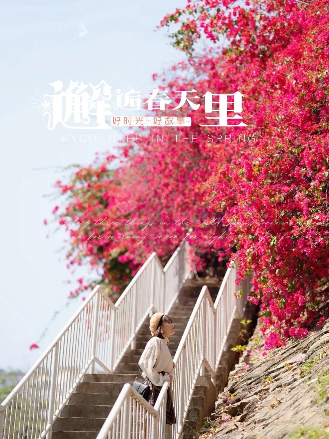 深圳樱花专列,深圳蛇口樱花列车