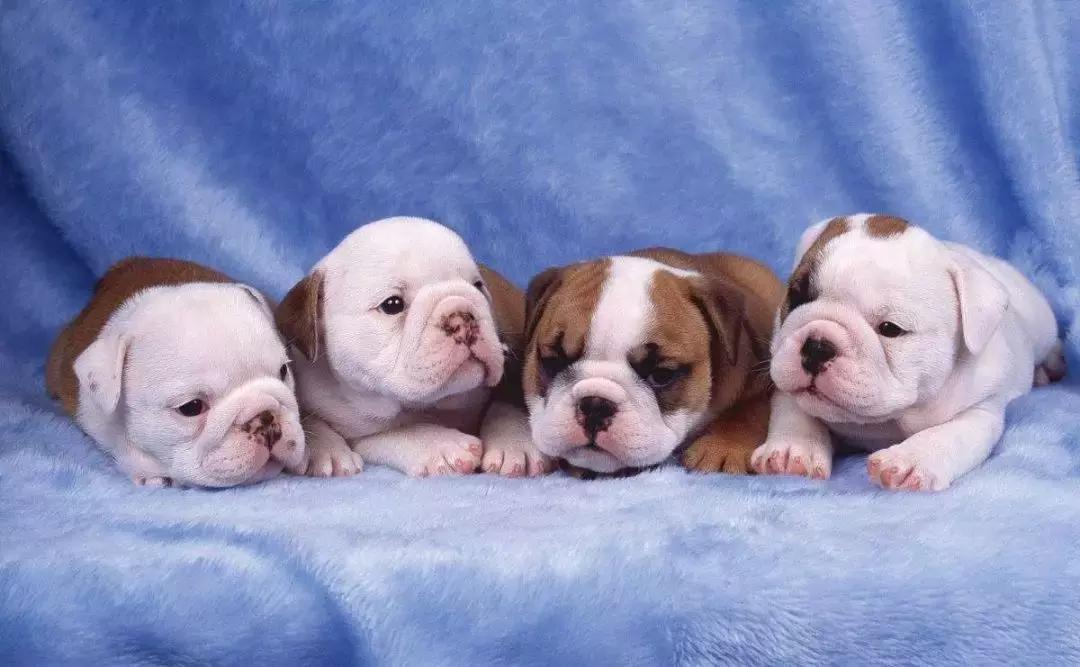 中国犬种繁殖状况,中国本土犬的繁殖现状