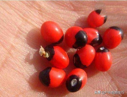 实用野外植物手册推荐,野外有毒植物盘点