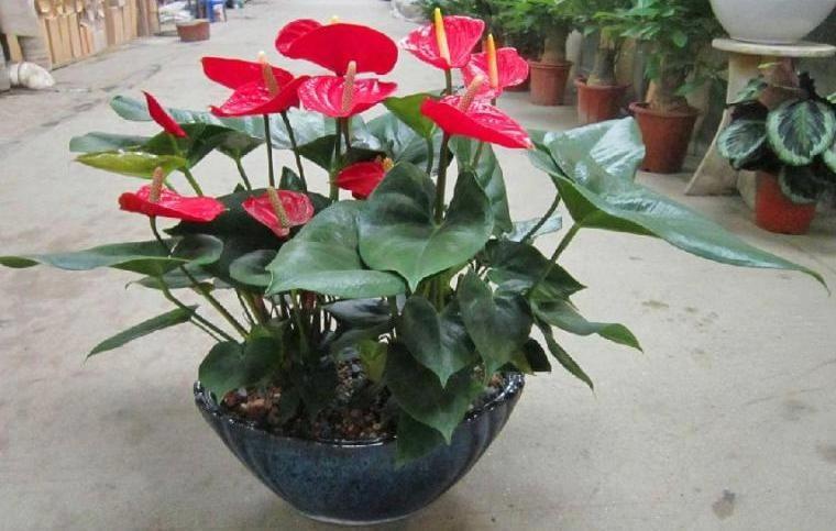 红掌开花寓意,红掌几月开花好