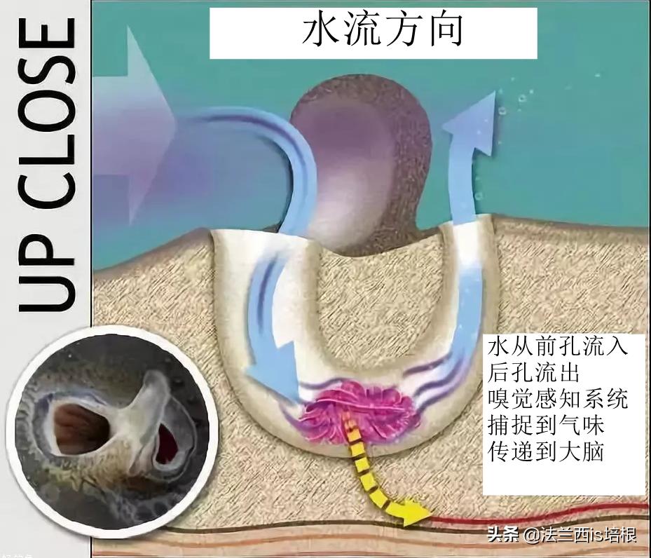 猫咪一直张嘴哈气会是卡住了吗,猫咪会打安哥拉兔吗