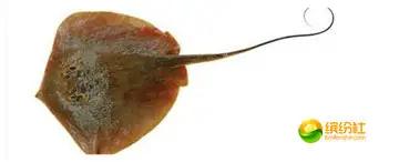 舟山海鲜代加工攻略,最全舟山海鲜攻略