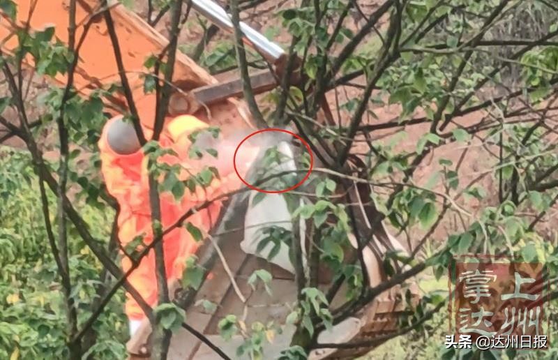 天热马蜂在蜂巢乱飞怎么回事,气温高马蜂如何过冬天