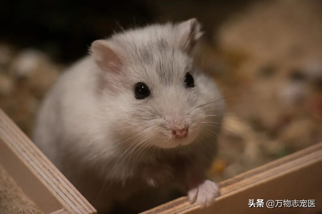 仓鼠会冬眠吗要怎么准备,仓鼠冬眠要注意什么