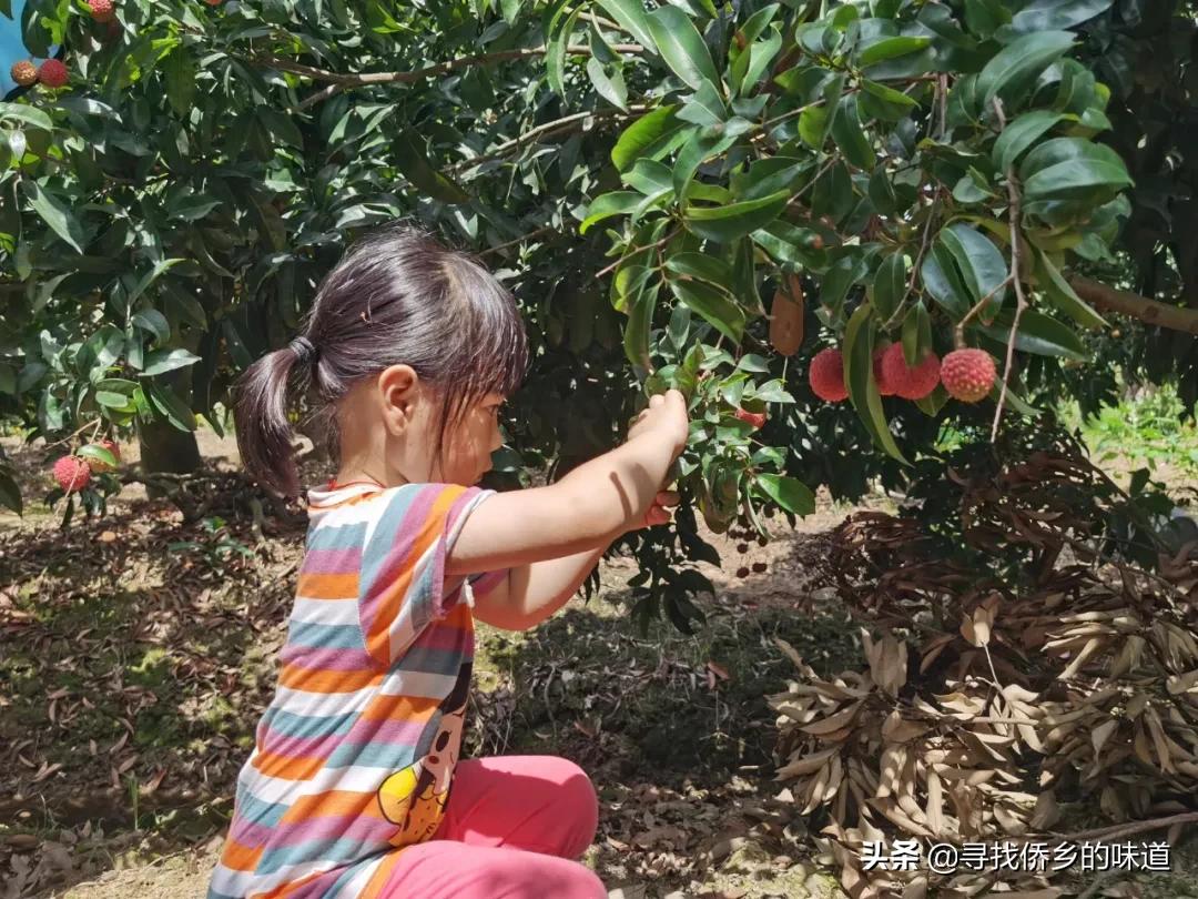 5月份江门哪里可以摘荔枝,江门哪里有免费荔枝摘