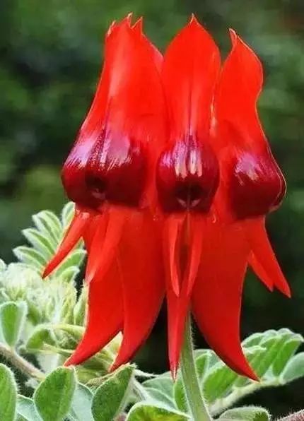 世界顶级奇花异卉,100种奇花异草图