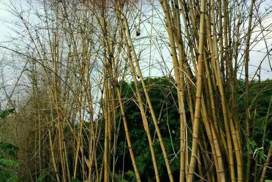 竹子开花，百年难遇的奇闻怪事，生命的最后绽放