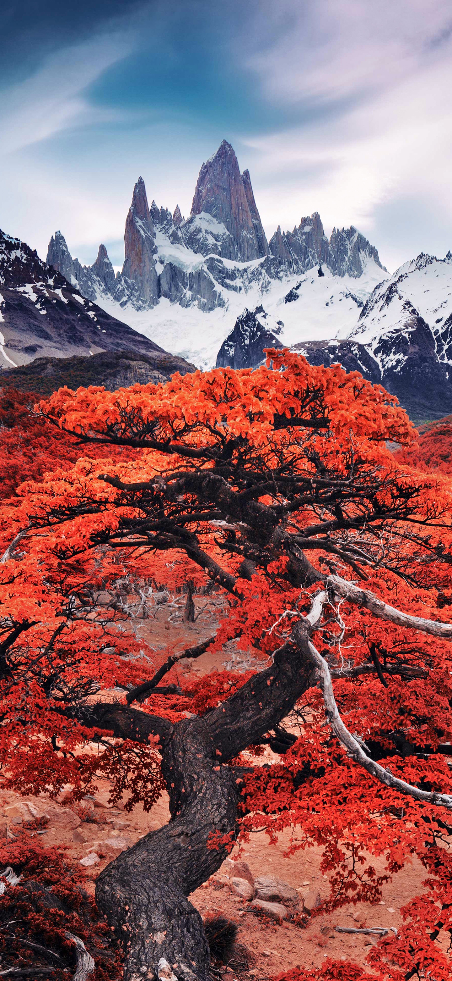 高清花和水的结合壁纸,风景壁纸高清全屏高级感组合