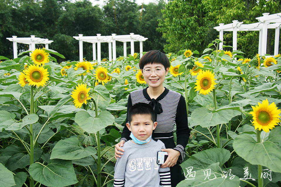 百万葵园有多坑,百万葵园免门票