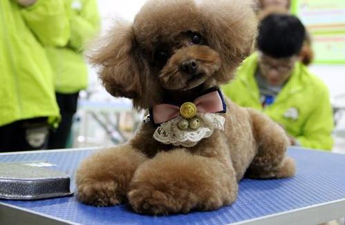 如何饲养泰迪,如何饲养泰迪犬