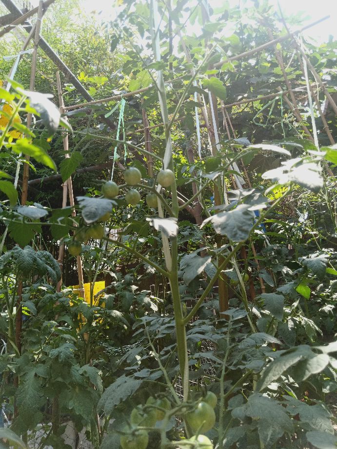 樱桃番茄最好的颜色,樱桃番茄挑选