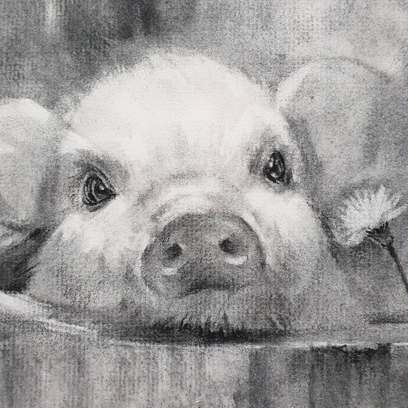 动物世界手绘画,写实素描动物插画教程