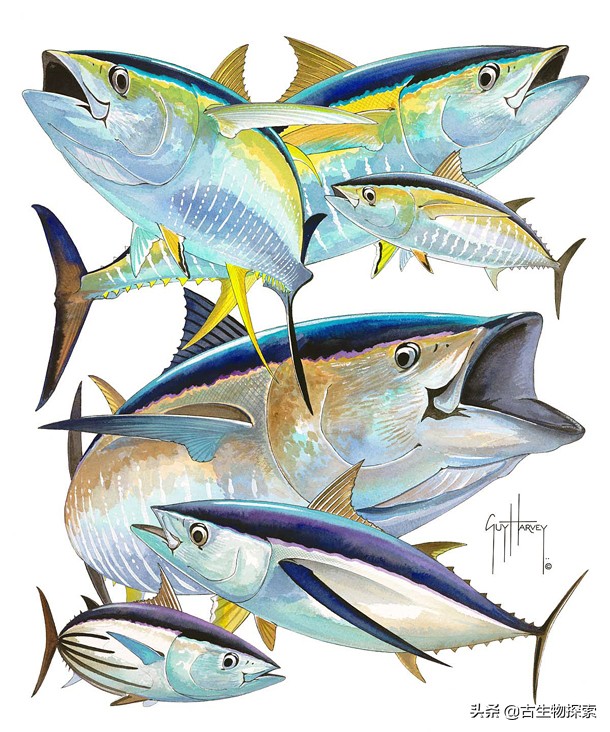 金枪鱼被吃光,金枪鱼被吃掉了