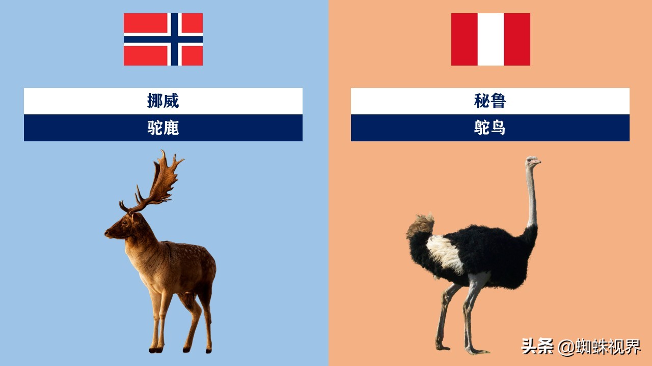 60秒认识中国55项世界遗产,世界各国的代表动物分别是