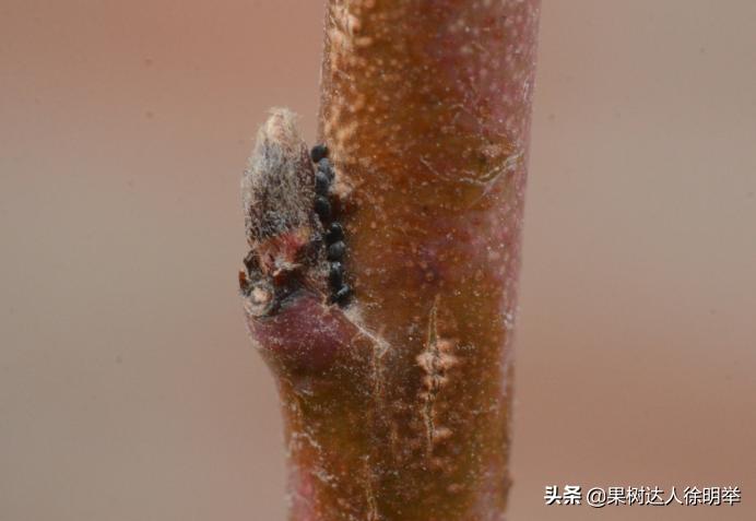 蚜虫防治药剂分析科学选择,小虫之王蚜虫怎么防