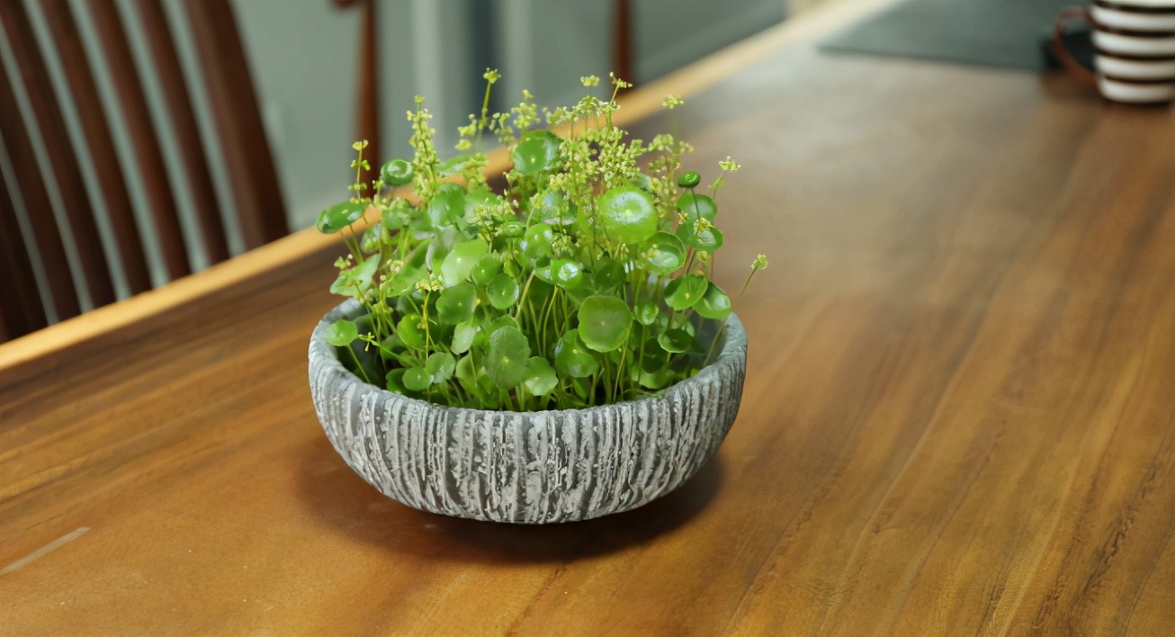 养花怎么选盆,新手养花推荐什么盆