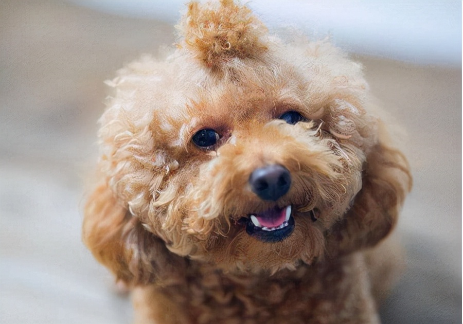 泰迪犬“生理期”怎么照顾?