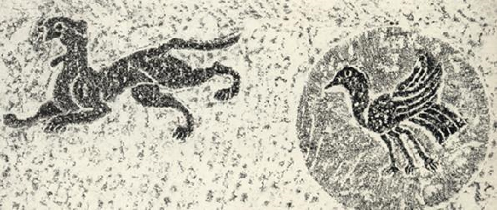 乌鸦死后，为什么周围会聚集一群活着的乌鸦？难道乌鸦也办葬礼？