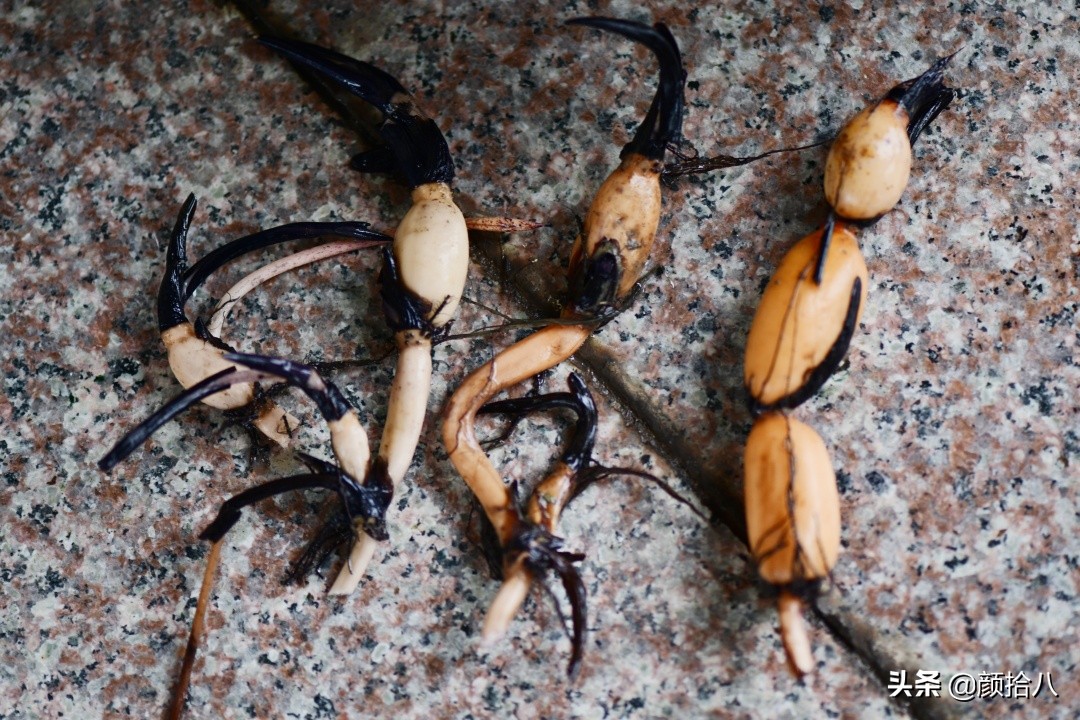 碗莲种藕生长到开花全过程,碗莲种藕到开花的过程