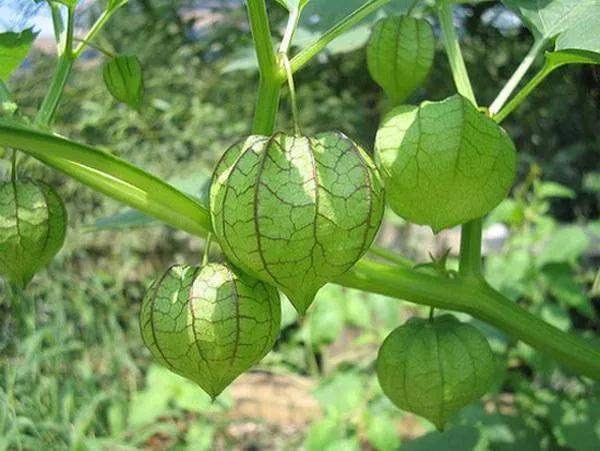 百花齐放的尸魂界，说说《死神》漫画中以“植物”来命名的斩魄刀