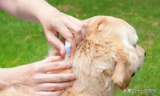 家里有狗跳蚤怎么彻底消灭,猫狗防跳蚤小妙招