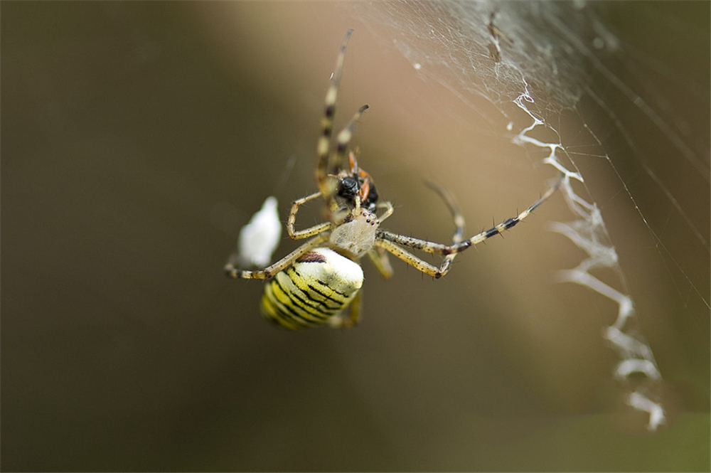 蜘蛛蛛网是从哪里来的,蜘蛛的蛛网是从哪里来的