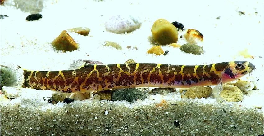 野生泥鳅品种图片大全大图,最大的泥鳅图片大全