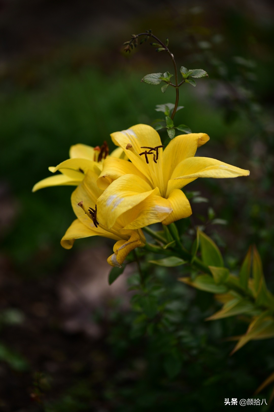 零下9度来袭，花园里的绿色是那么动人|园丁