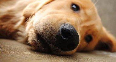 狗狗心理疾病的症状,狗狗会传染人哪些疾病