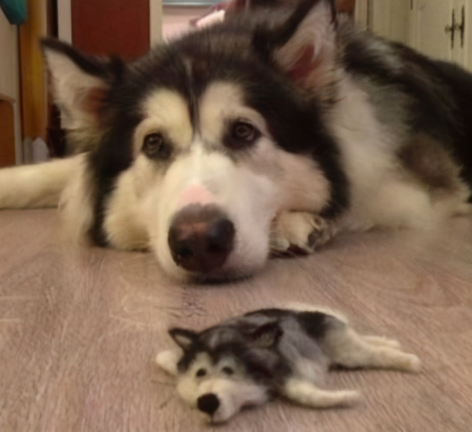 阿拉斯加犬掉粪坑怎么办,3个月的阿拉斯加会不会掉毛