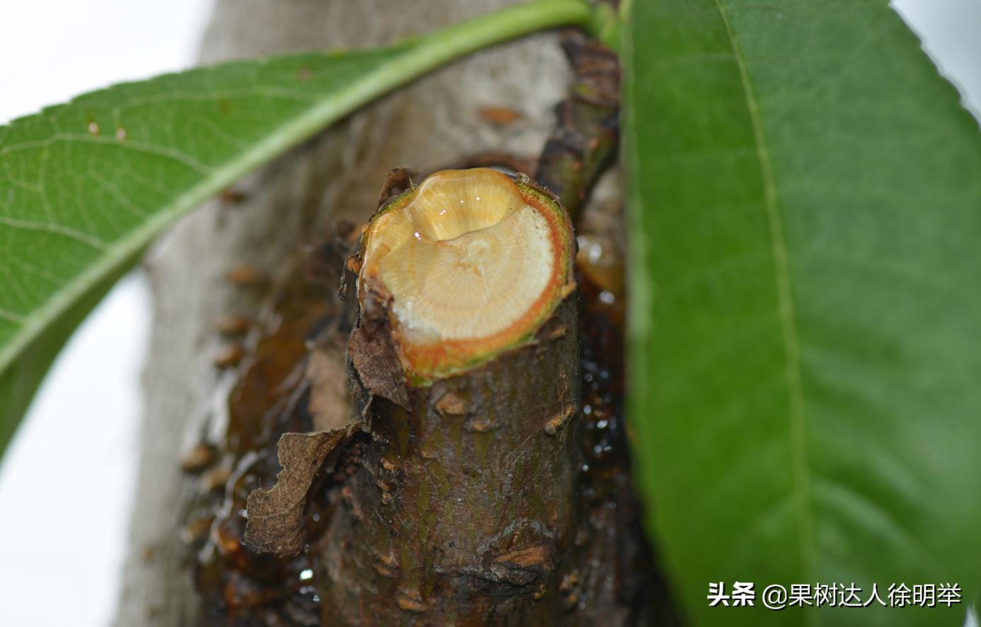 桃树流胶半死不活的打什么药,治桃树流胶最好的土办法
