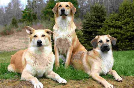 性格温顺的大型犬品种,宠物狗大型犬都有哪些品种