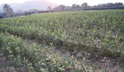 你知道“油茶树”吗？很多北方人都没见过