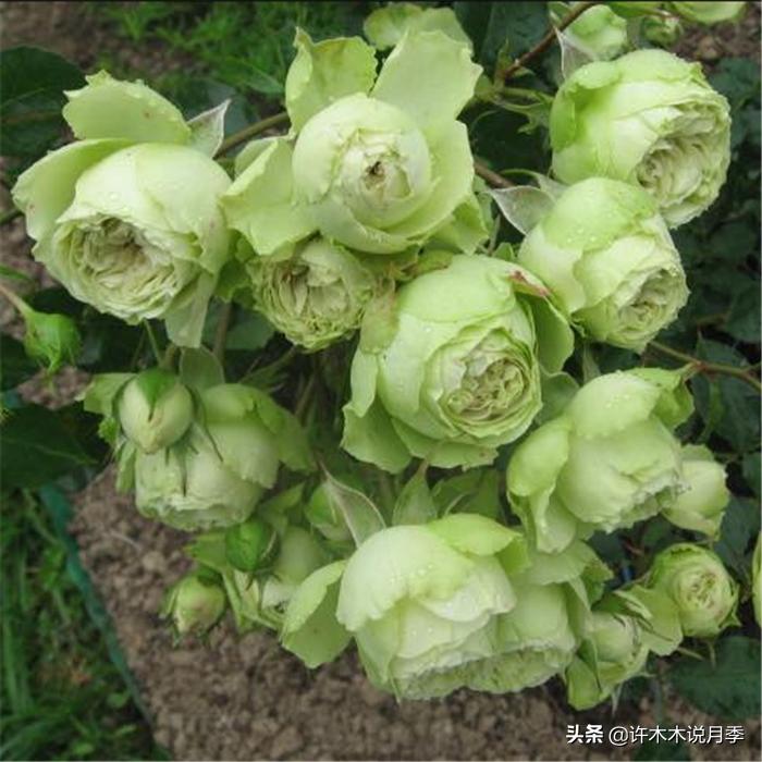 网购月季应该怎么种植？月季移栽后出现黄叶、枯萎是什么原因呢？