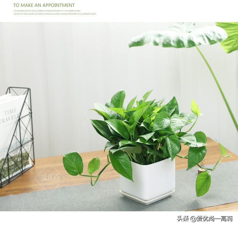 懒人必备小房间,懒人必备小宠物