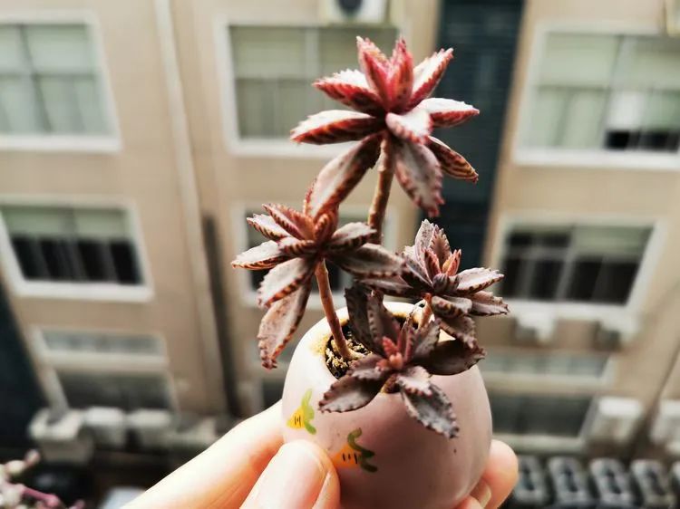 多肉砍头的怎么养,多肉怎么砍头才能爆发