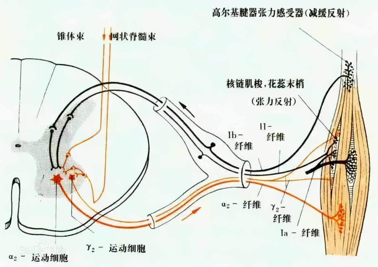 65％脑梗患者会出现痉挛现象，4大方法降低肌张力，缓解痉挛