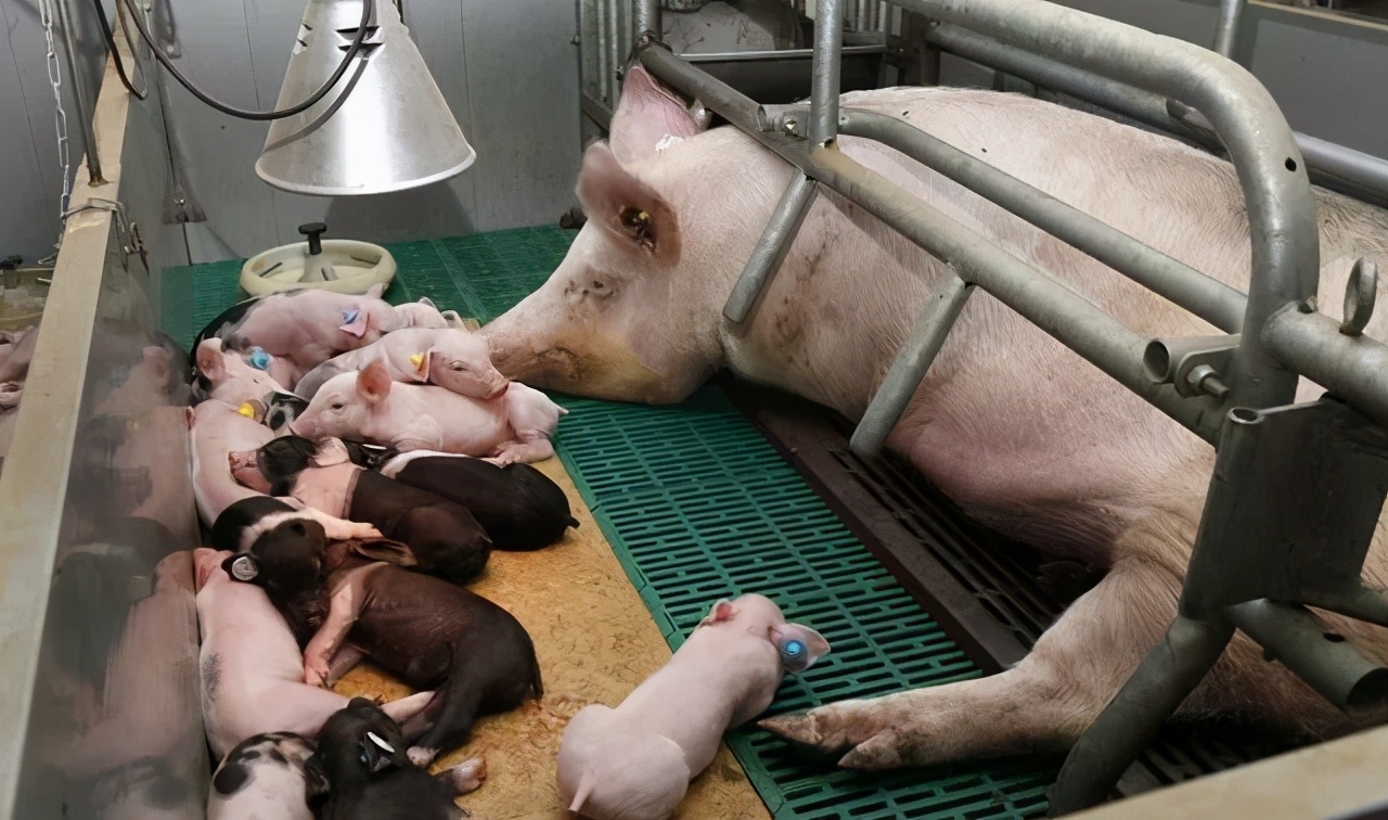母猪产后容易遭受的2大疾病必看,母猪常见产后疾病的治疗原则