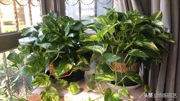 绿萝喂点黄豆水,绿萝喝啤酒长得快吗